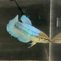 the-fish-farm Female Betta Female Betta - One Only - B Choose your own Female Betta at The Fish Farm Australia