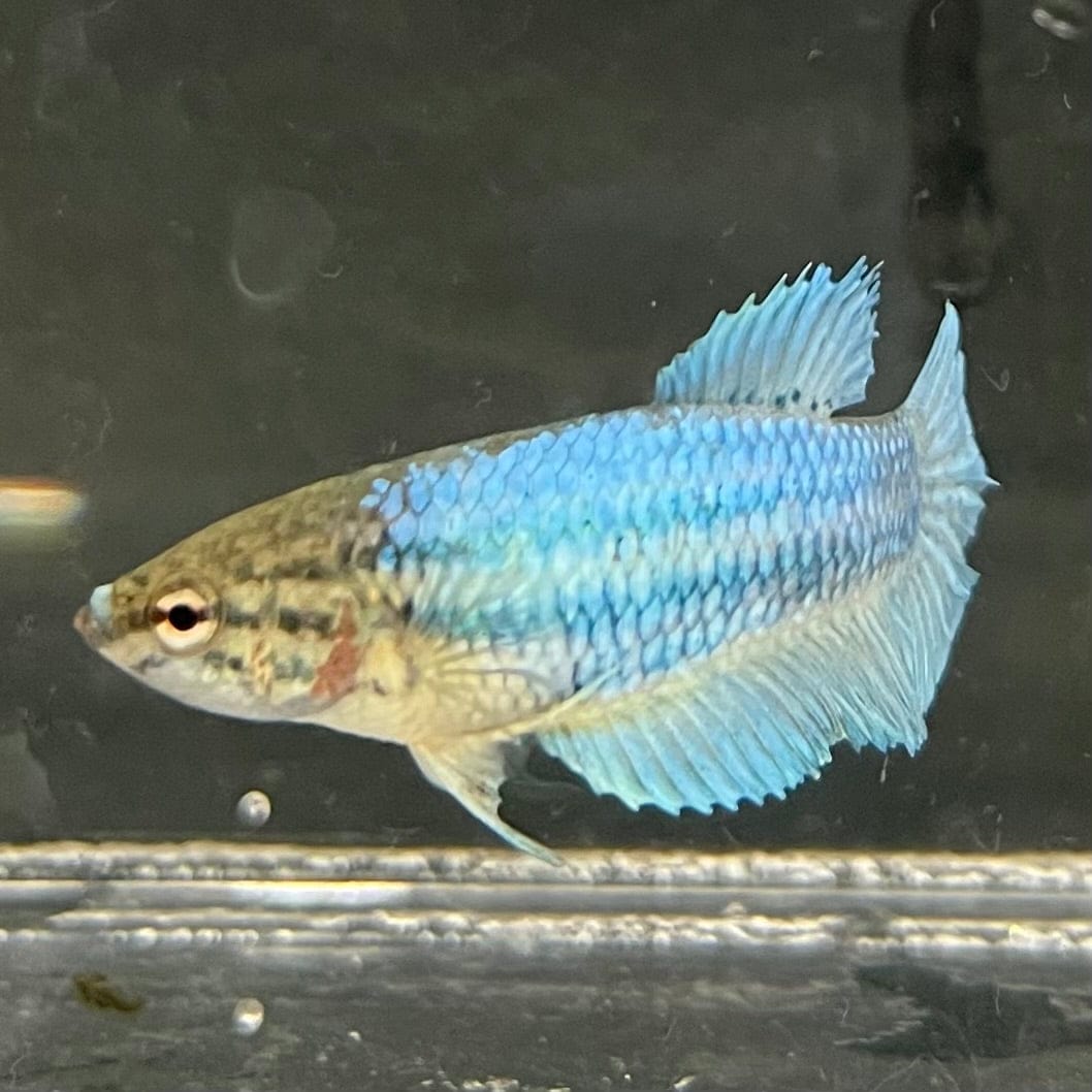 the-fish-farm Female Betta Female Betta - One Only - B Choose your own Female Betta at The Fish Farm Australia