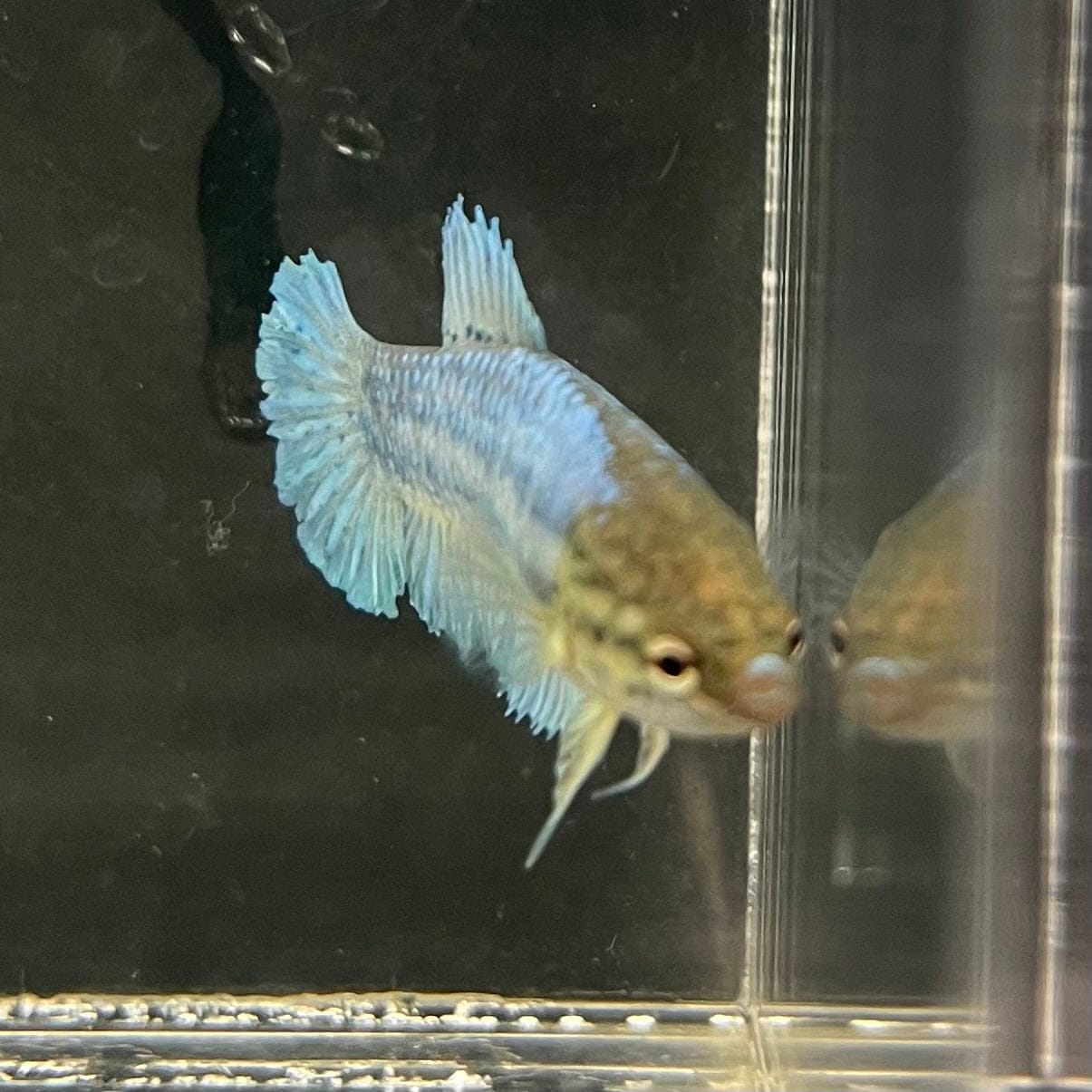 the-fish-farm Female Betta Female Betta - One Only - B Choose your own Female Betta at The Fish Farm Australia