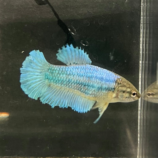 the-fish-farm Female Betta Female Betta - One Only - B Choose your own Female Betta at The Fish Farm Australia