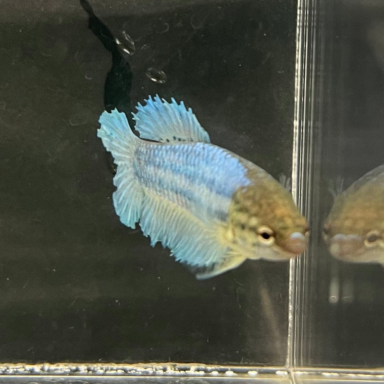 the-fish-farm Female Betta Female Betta - One Only - B Choose your own Female Betta at The Fish Farm Australia