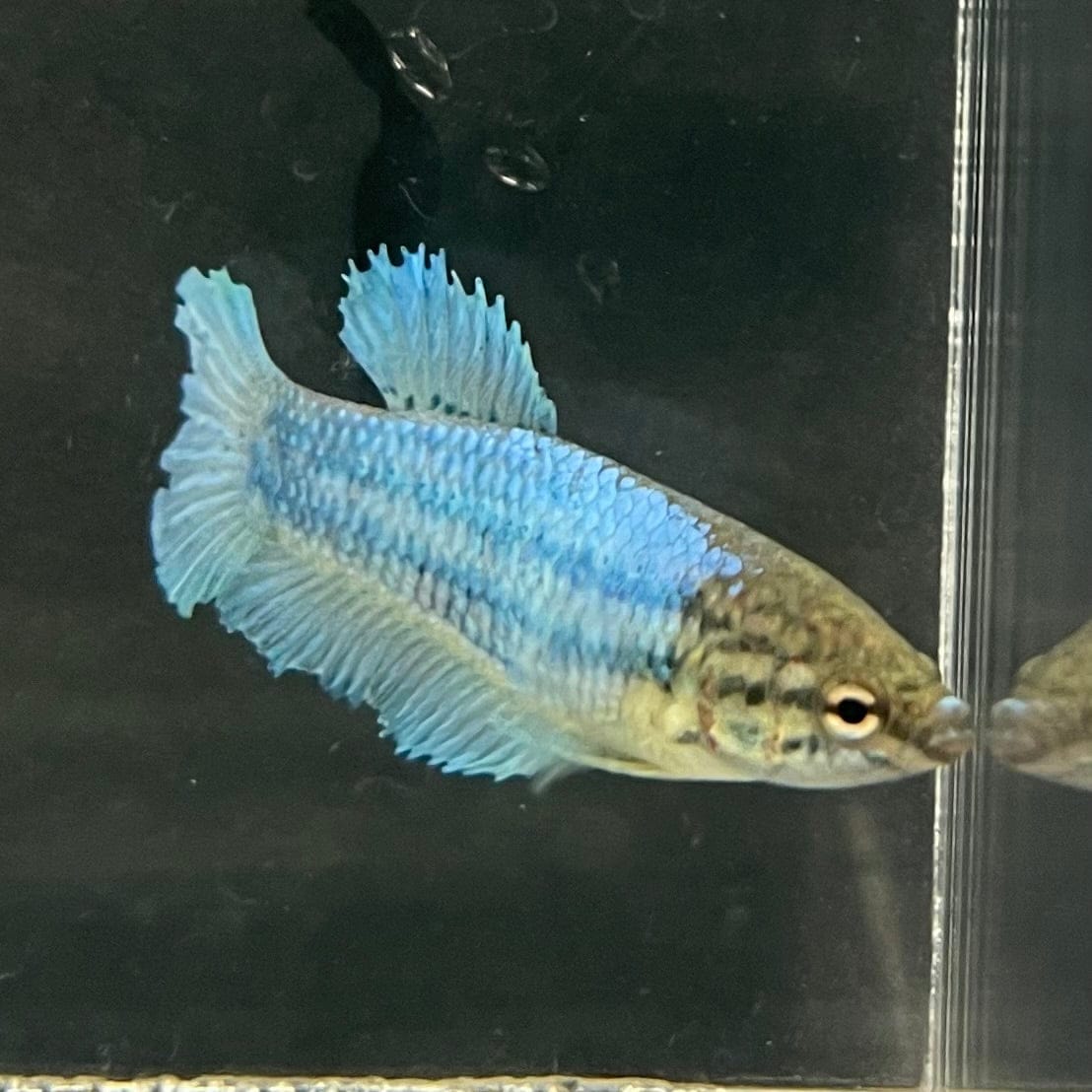 the-fish-farm Female Betta Female Betta - One Only - B Choose your own Female Betta at The Fish Farm Australia