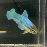 the-fish-farm Female Betta Female Betta - One Only - B Choose your own Female Betta at The Fish Farm Australia