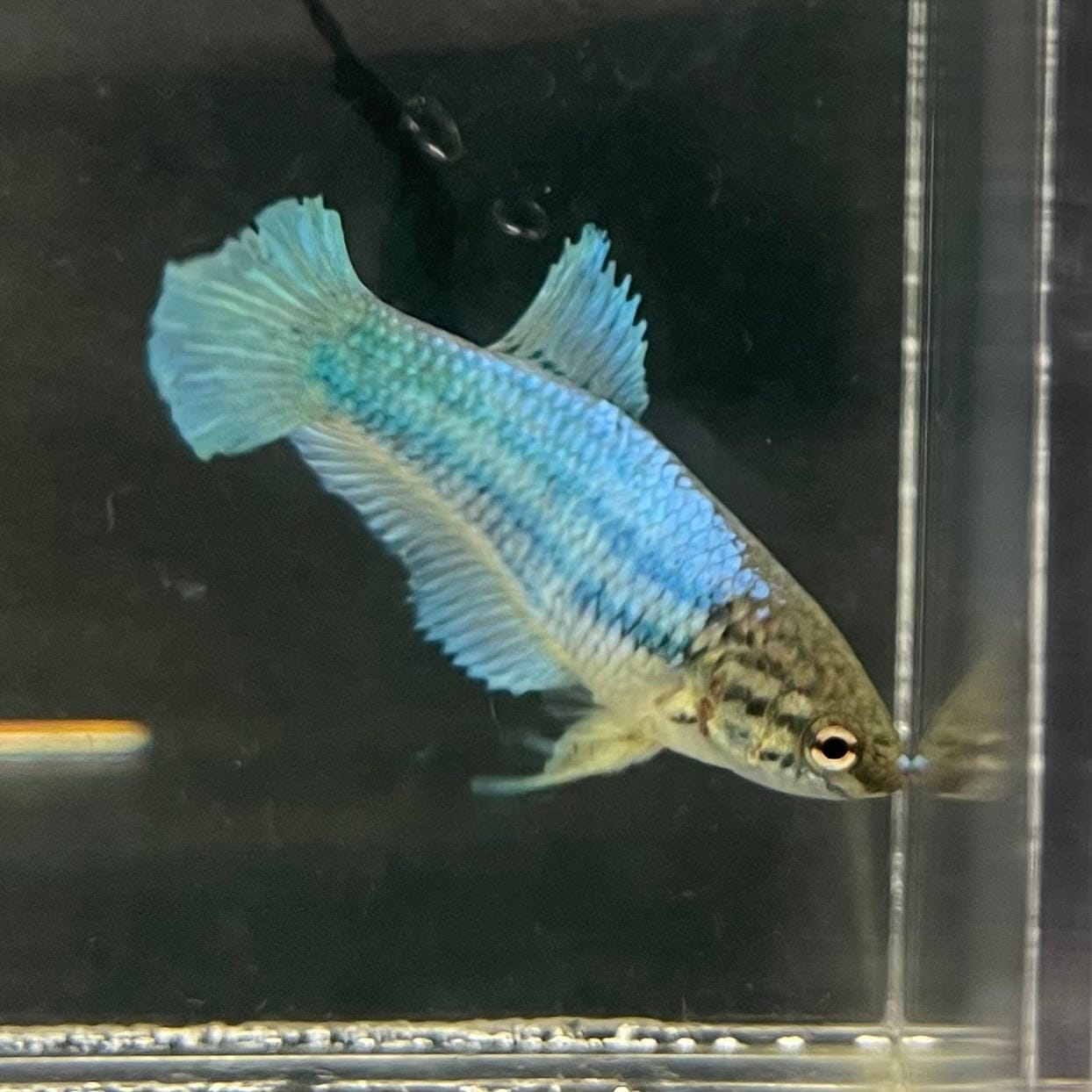 the-fish-farm Female Betta Female Betta - One Only - B Choose your own Female Betta at The Fish Farm Australia