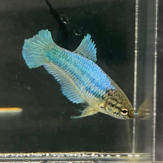 the-fish-farm Female Betta Female Betta - One Only - B Choose your own Female Betta at The Fish Farm Australia