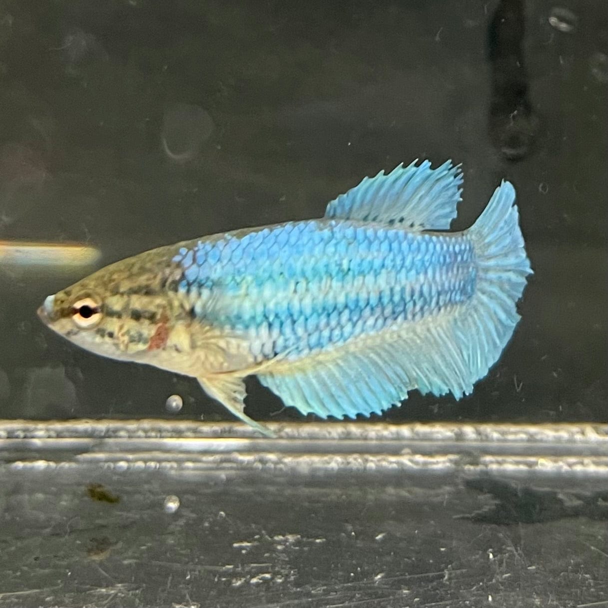 the-fish-farm Female Betta Female Betta - One Only - B Choose your own Female Betta at The Fish Farm Australia