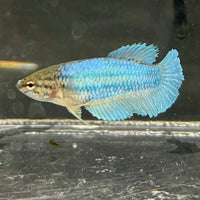 the-fish-farm Female Betta Female Betta - One Only - B Choose your own Female Betta at The Fish Farm Australia