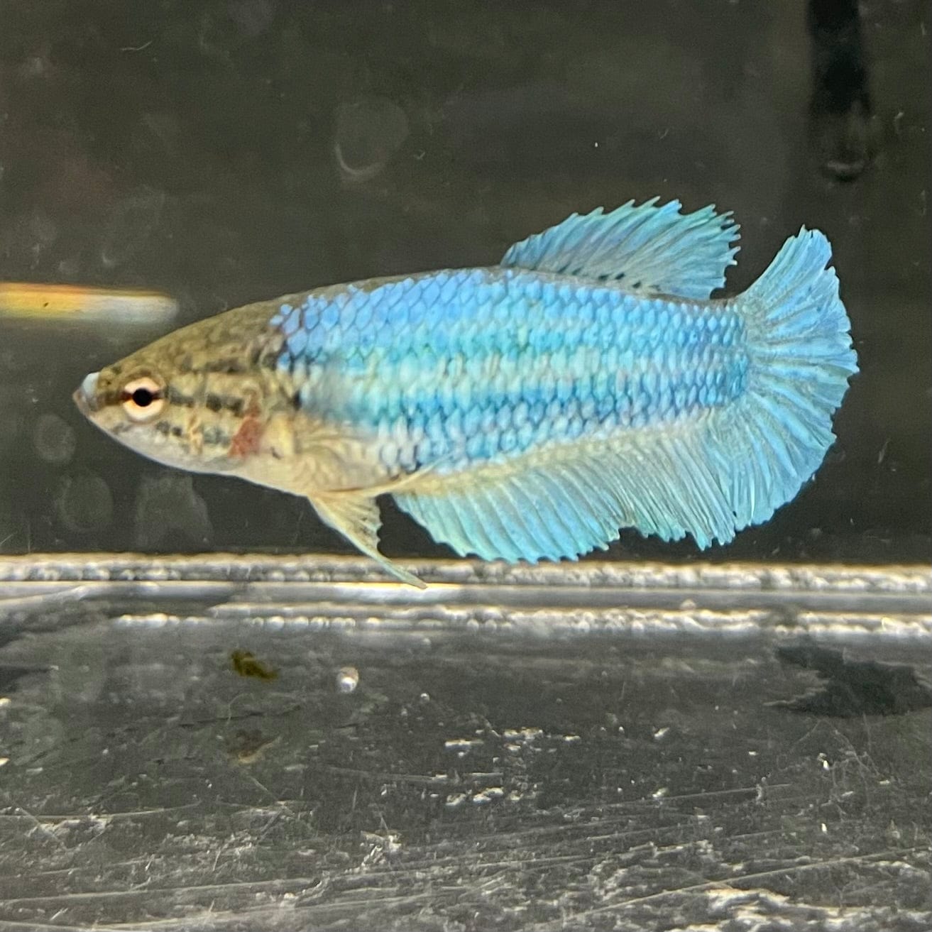 the-fish-farm Female Betta Female Betta - One Only - B Choose your own Female Betta at The Fish Farm Australia