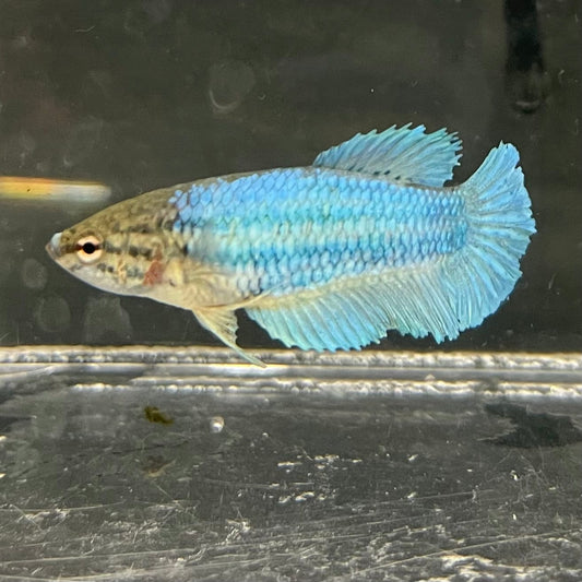 the-fish-farm Female Betta Female Betta - One Only - B Choose your own Female Betta at The Fish Farm Australia
