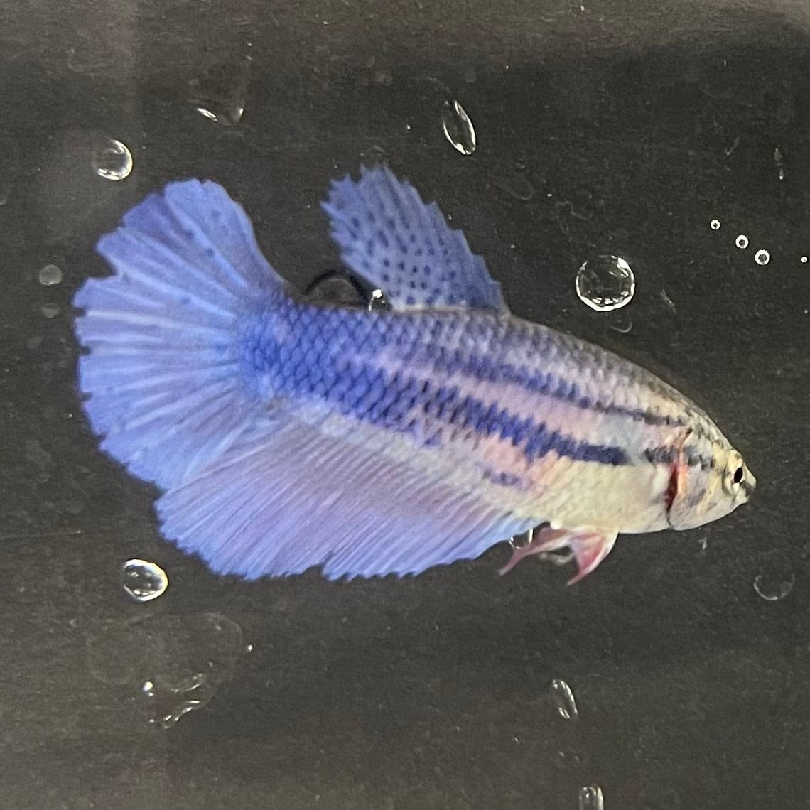 the-fish-farm Female Betta Female Betta - One Only - B Choose your own Female Betta at The Fish Farm Australia