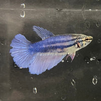 the-fish-farm Female Betta Female Betta - One Only - B Choose your own Female Betta at The Fish Farm Australia