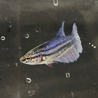 the-fish-farm Female Betta Female Betta - One Only - B Choose your own Female Betta at The Fish Farm Australia