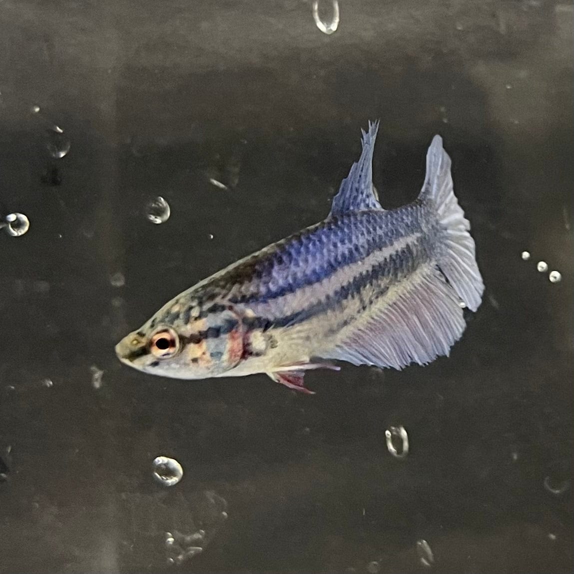 the-fish-farm Female Betta Female Betta - One Only - B Choose your own Female Betta at The Fish Farm Australia