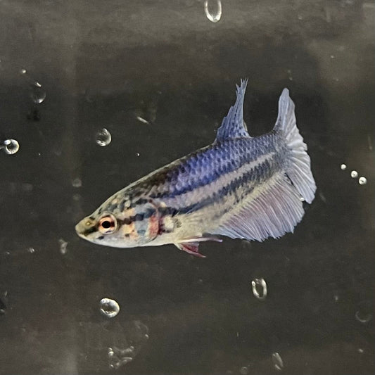 the-fish-farm Female Betta Female Betta - One Only - B Choose your own Female Betta at The Fish Farm Australia