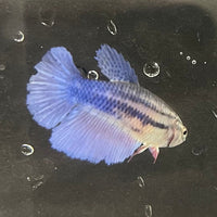 the-fish-farm Female Betta Female Betta - One Only - B Choose your own Female Betta at The Fish Farm Australia