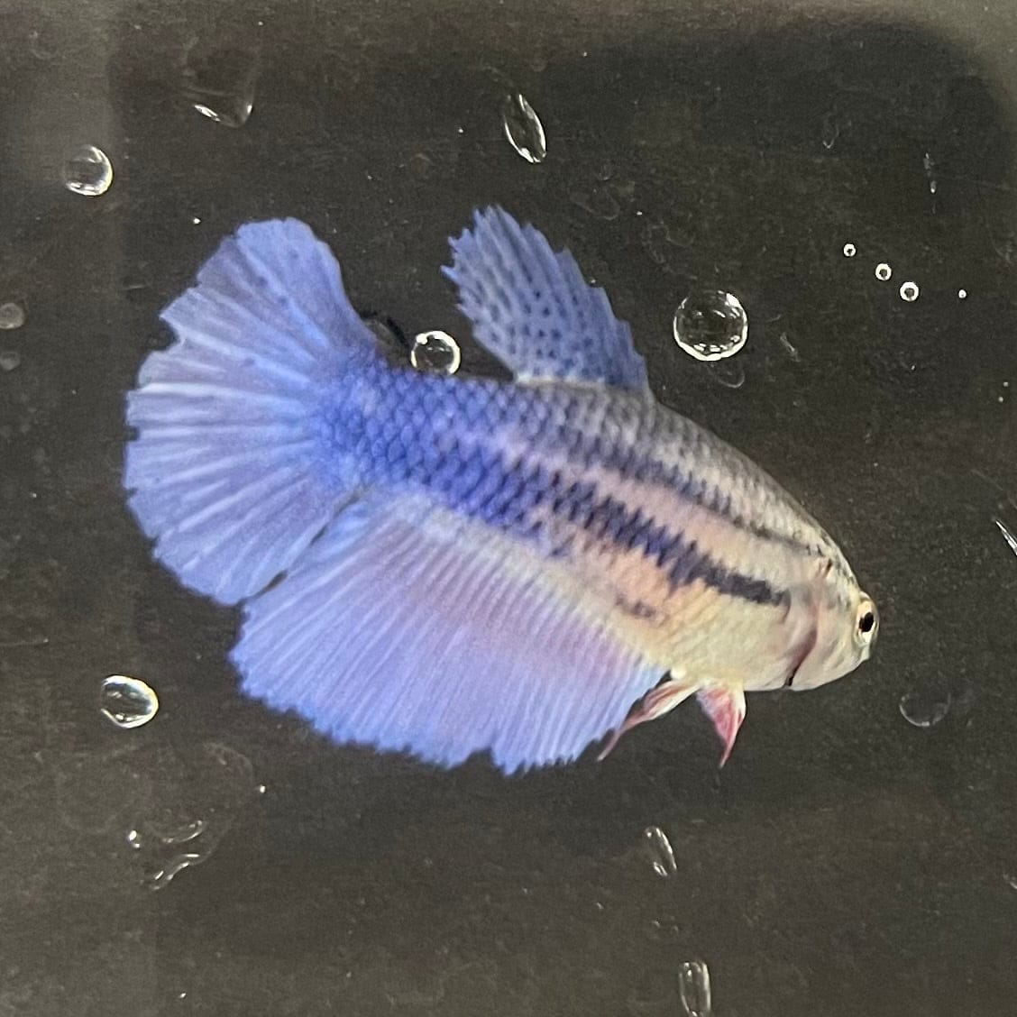 the-fish-farm Female Betta Female Betta - One Only - B Choose your own Female Betta at The Fish Farm Australia