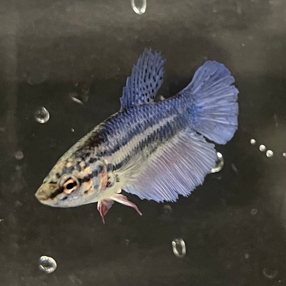 the-fish-farm Female Betta Female Betta - One Only - B Choose your own Female Betta at The Fish Farm Australia