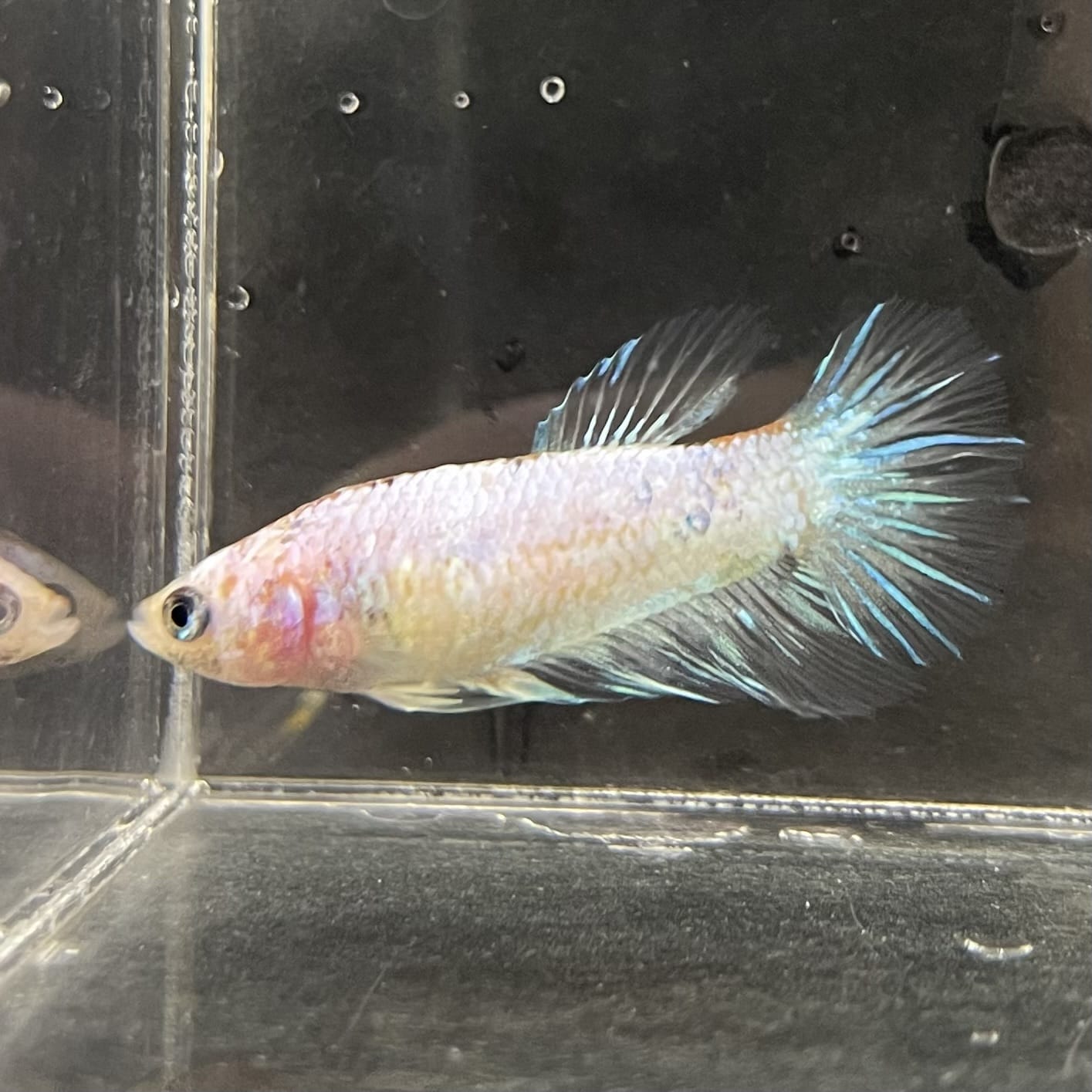 the-fish-farm Female Betta Female Betta - One Only - B Choose your own Female Betta at The Fish Farm Australia
