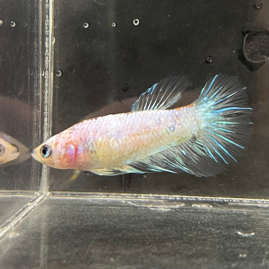 the-fish-farm Female Betta Female Betta - One Only - B Choose your own Female Betta at The Fish Farm Australia