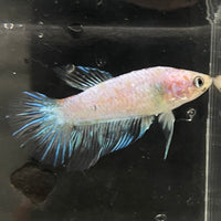 the-fish-farm Female Betta Female Betta - One Only - B Choose your own Female Betta at The Fish Farm Australia
