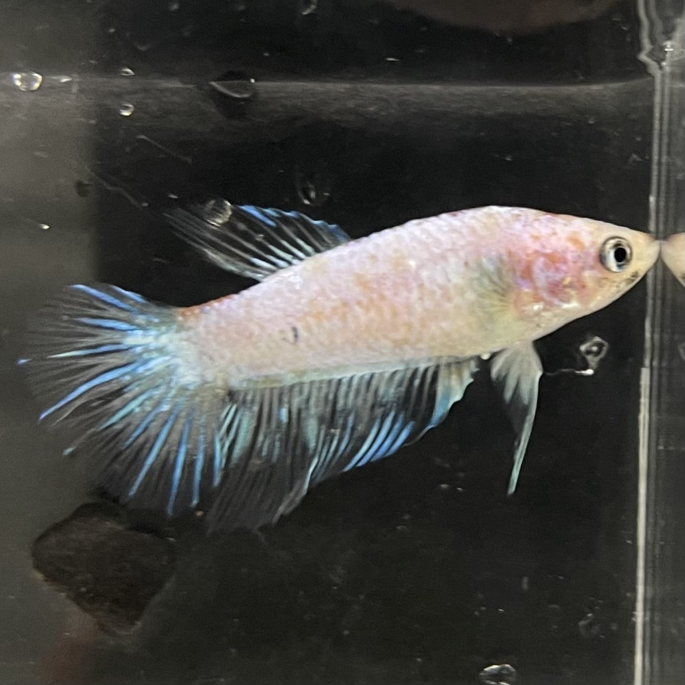 the-fish-farm Female Betta Female Betta - One Only - B Choose your own Female Betta at The Fish Farm Australia