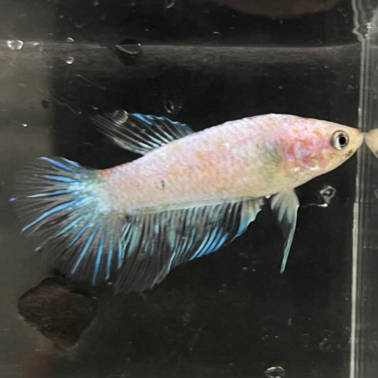 the-fish-farm Female Betta Female Betta - One Only - B Choose your own Female Betta at The Fish Farm Australia