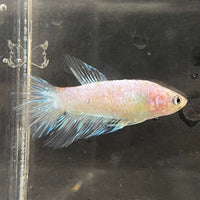 the-fish-farm Female Betta Female Betta - One Only - B Choose your own Female Betta at The Fish Farm Australia