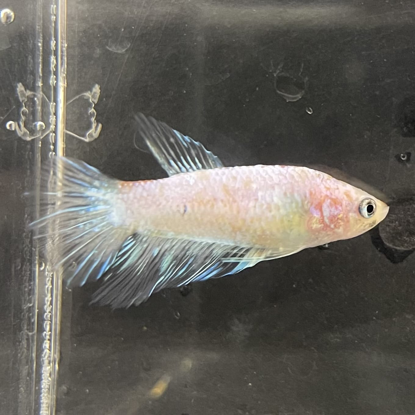 the-fish-farm Female Betta Female Betta - One Only - B Choose your own Female Betta at The Fish Farm Australia
