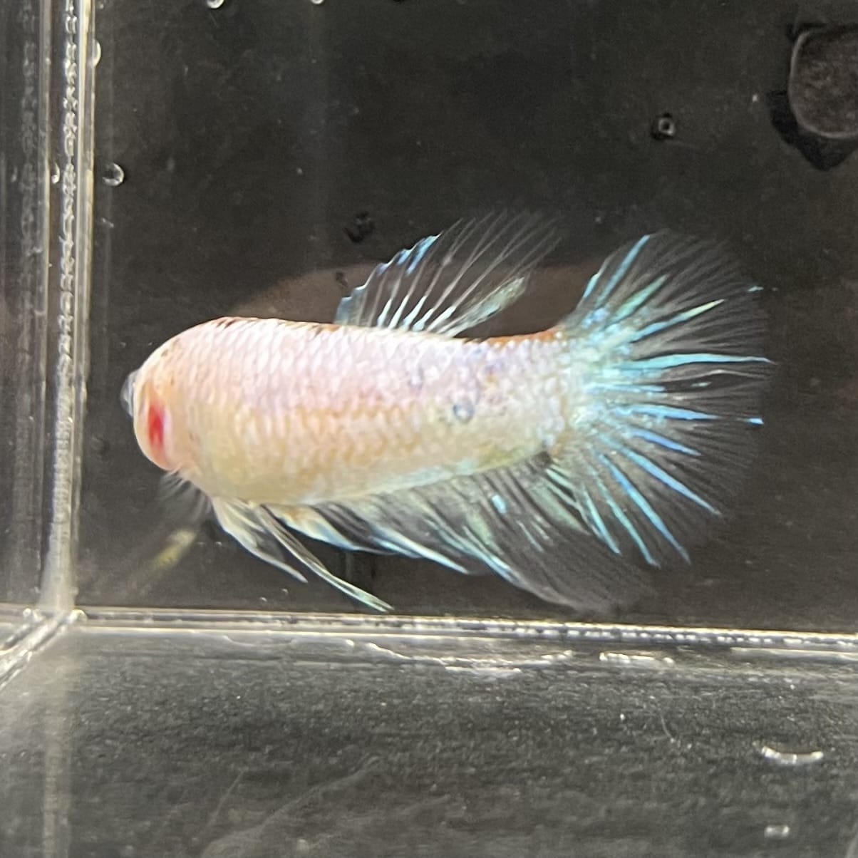 the-fish-farm Female Betta Female Betta - One Only - B Choose your own Female Betta at The Fish Farm Australia