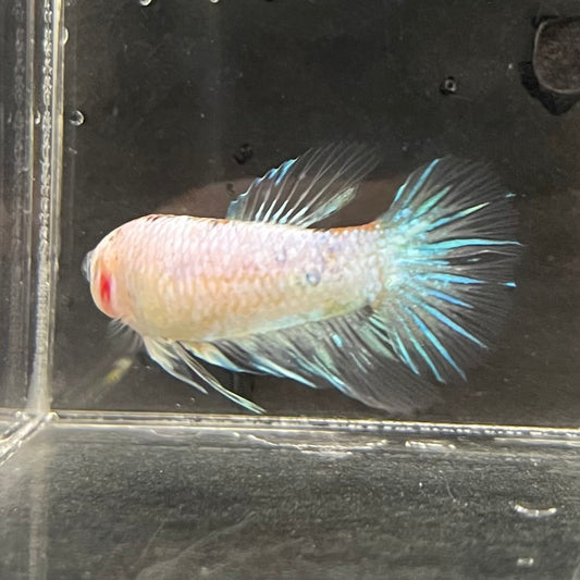 the-fish-farm Female Betta Female Betta - One Only - B Choose your own Female Betta at The Fish Farm Australia