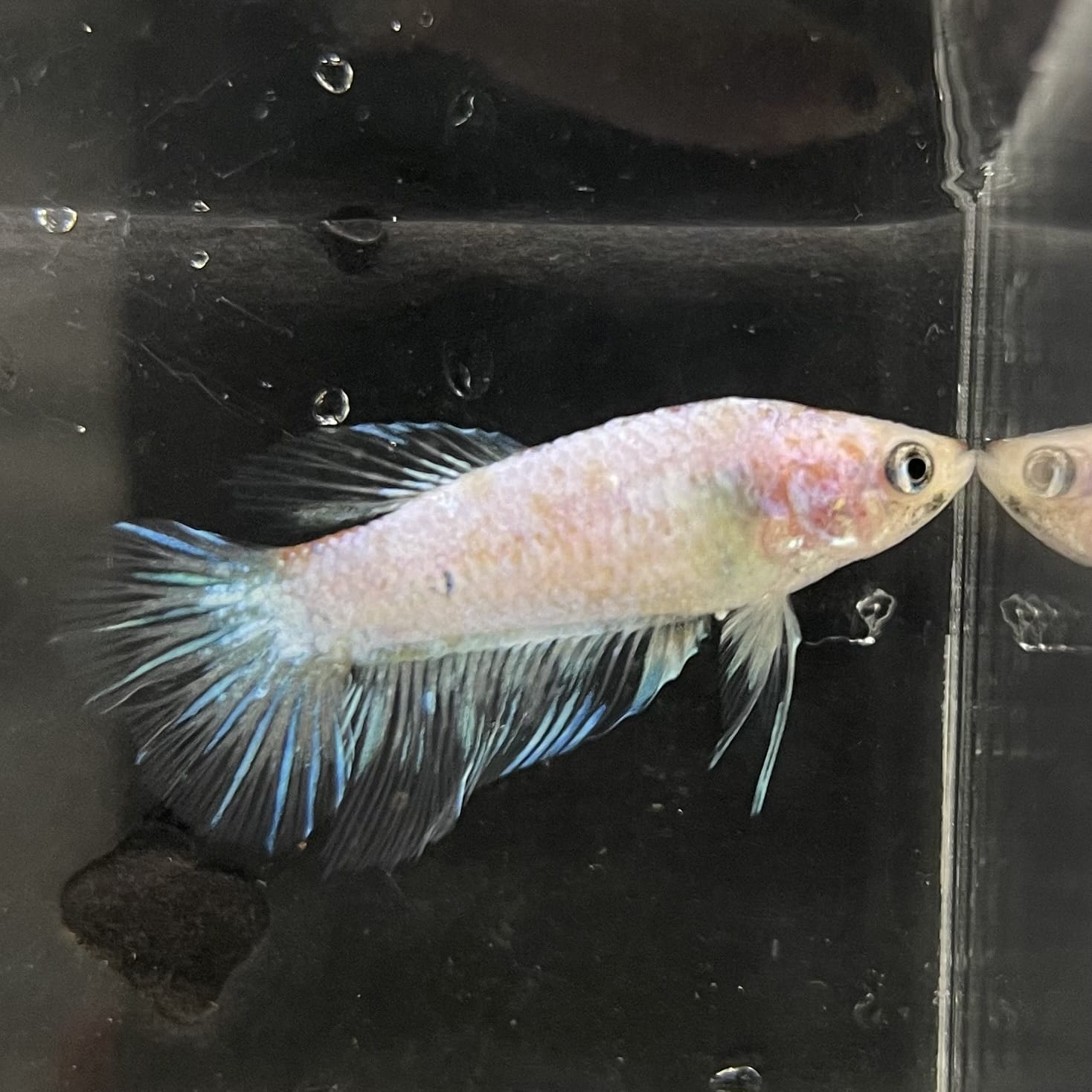 the-fish-farm Female Betta Female Betta - One Only - B Choose your own Female Betta at The Fish Farm Australia