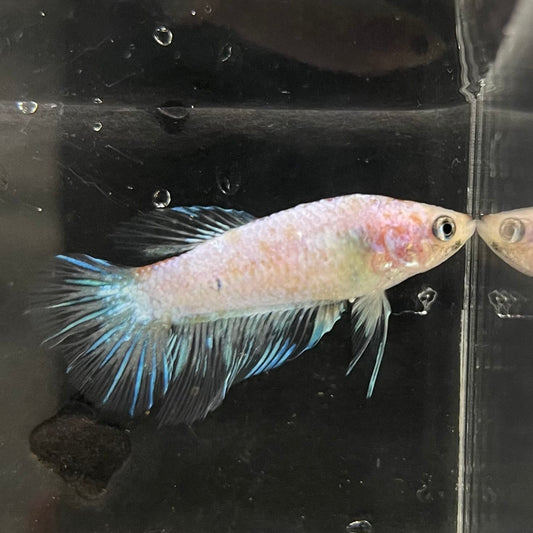the-fish-farm Female Betta Female Betta - One Only - B Choose your own Female Betta at The Fish Farm Australia
