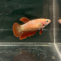the-fish-farm Female Betta Female Betta - One Only - B Choose your own Female Betta at The Fish Farm Australia