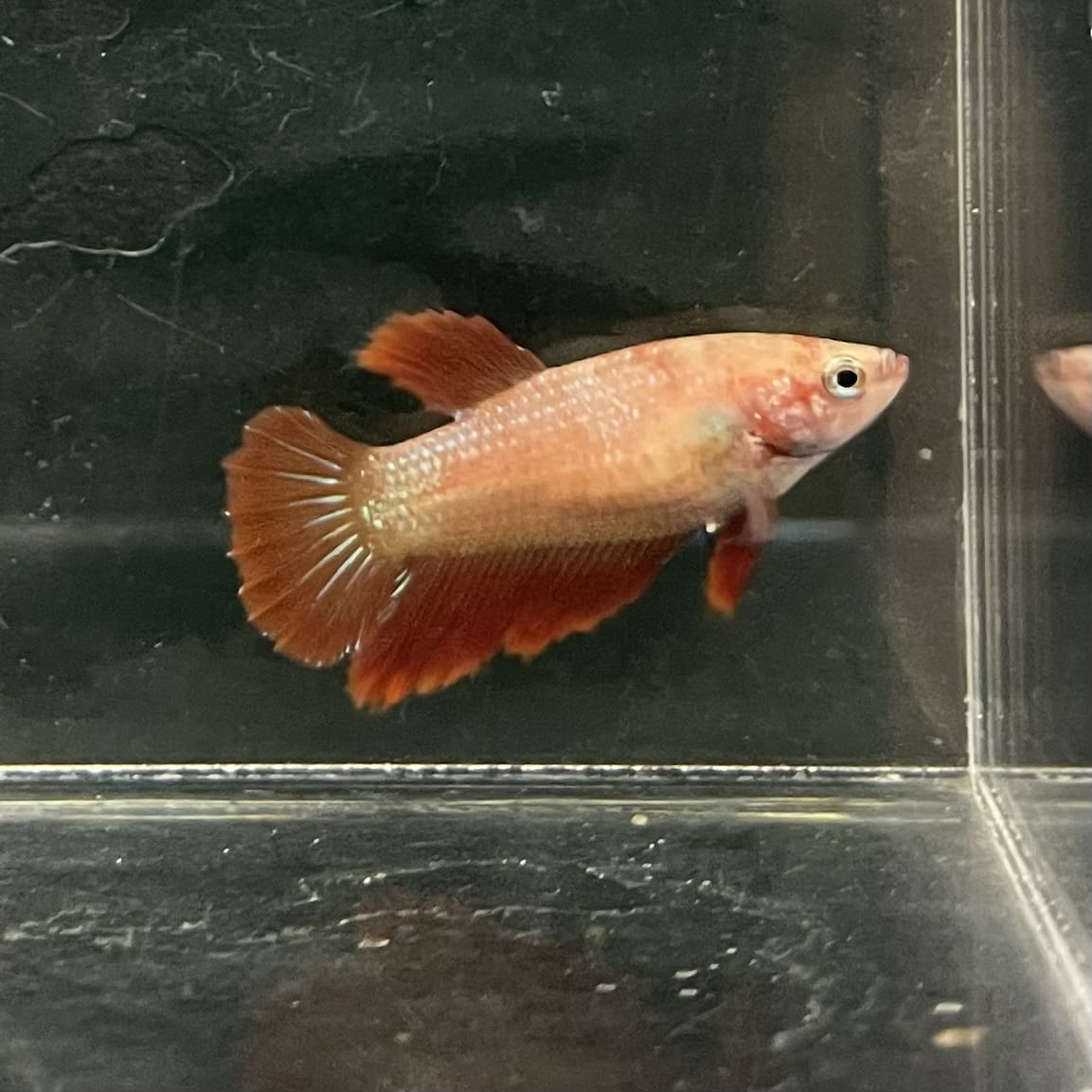 the-fish-farm Female Betta Female Betta - One Only - B Choose your own Female Betta at The Fish Farm Australia