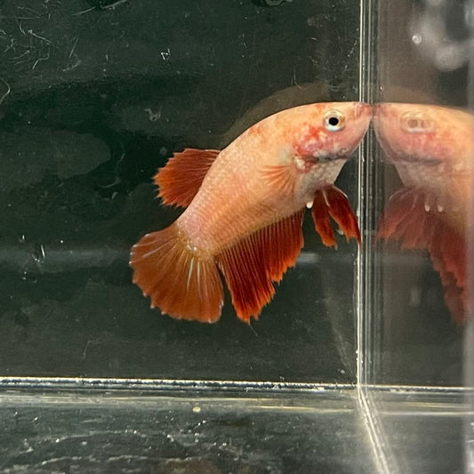 the-fish-farm Female Betta Female Betta - One Only - B Choose your own Female Betta at The Fish Farm Australia