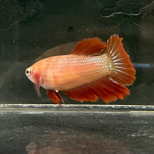 the-fish-farm Female Betta Female Betta - One Only - B Choose your own Female Betta at The Fish Farm Australia