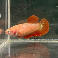 the-fish-farm Female Betta Female Betta - One Only - B Choose your own Female Betta at The Fish Farm Australia