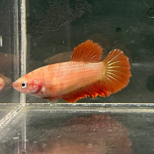 the-fish-farm Female Betta Female Betta - One Only - B Choose your own Female Betta at The Fish Farm Australia