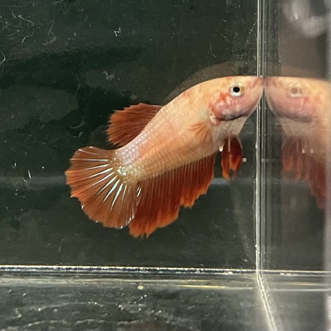 the-fish-farm Female Betta Female Betta - One Only - B Choose your own Female Betta at The Fish Farm Australia