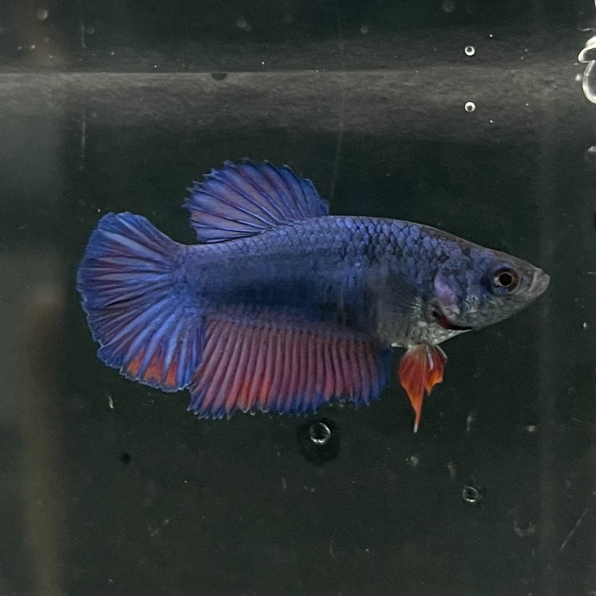 the-fish-farm Female Betta Female Betta - One Only - B Choose your own Female Betta at The Fish Farm Australia