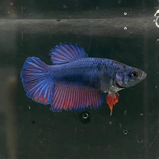 the-fish-farm Female Betta Female Betta - One Only - B Choose your own Female Betta at The Fish Farm Australia