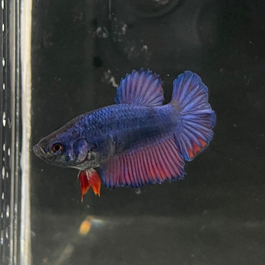the-fish-farm Female Betta Female Betta - One Only - B Choose your own Female Betta at The Fish Farm Australia