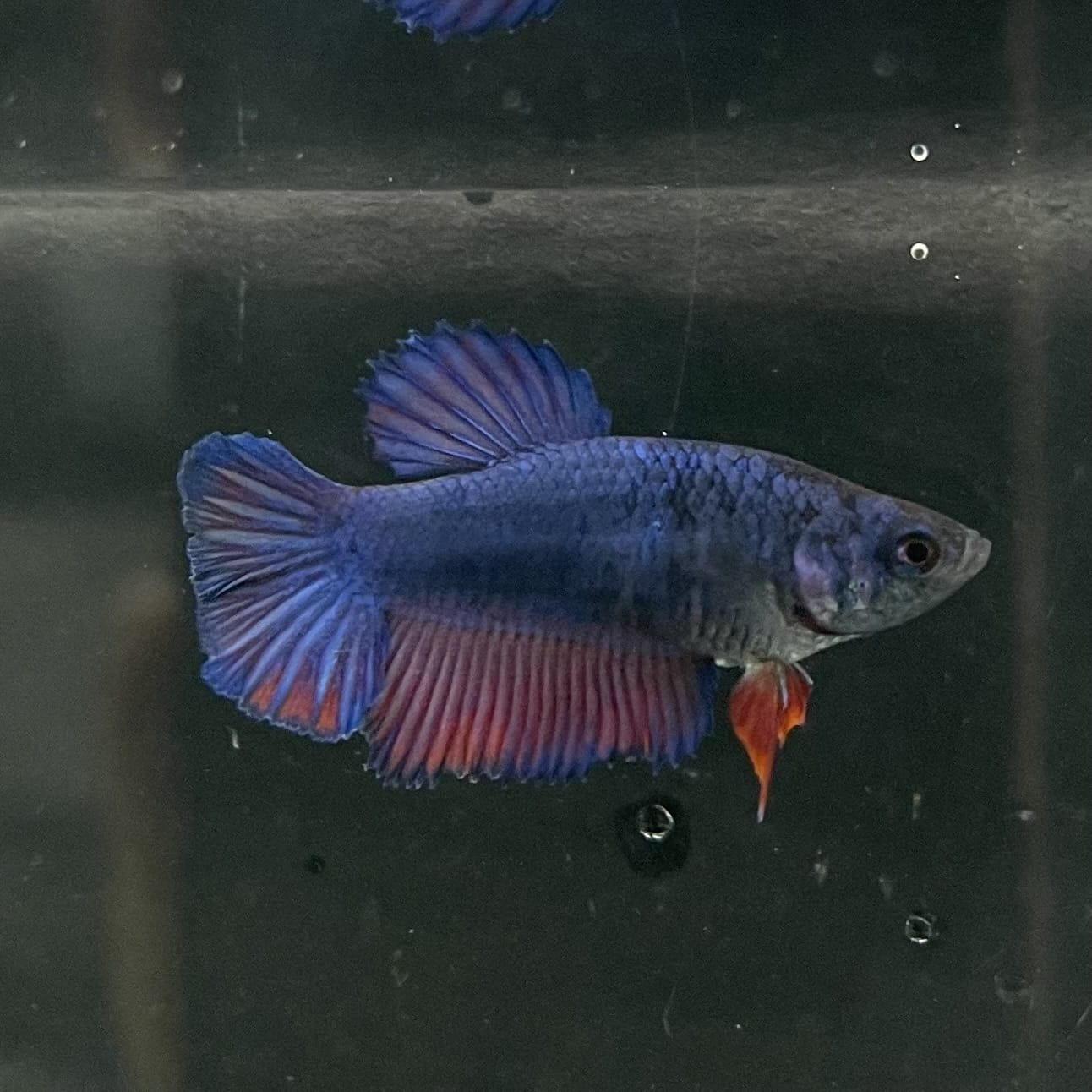 the-fish-farm Female Betta Female Betta - One Only - B Choose your own Female Betta at The Fish Farm Australia