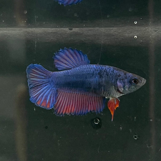 the-fish-farm Female Betta Female Betta - One Only - B Choose your own Female Betta at The Fish Farm Australia