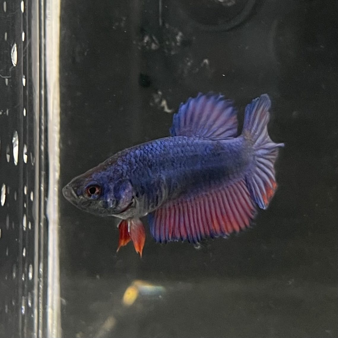 the-fish-farm Female Betta Female Betta - One Only - B Choose your own Female Betta at The Fish Farm Australia