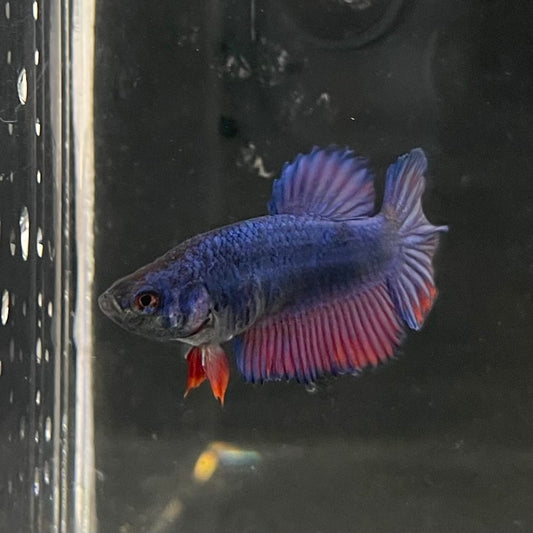 the-fish-farm Female Betta Female Betta - One Only - B Choose your own Female Betta at The Fish Farm Australia