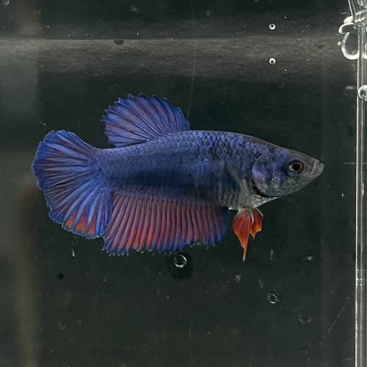 the-fish-farm Female Betta Female Betta - One Only - B Choose your own Female Betta at The Fish Farm Australia