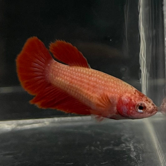 the-fish-farm Female Betta Female Betta - One Only - B Choose your own Female Betta at The Fish Farm Australia