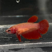 the-fish-farm Female Betta Female Betta - One Only - B Choose your own Female Betta at The Fish Farm Australia