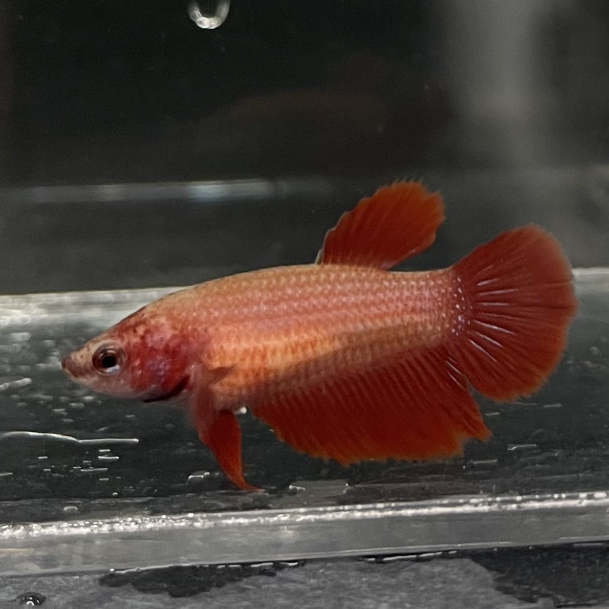 the-fish-farm Female Betta Female Betta - One Only - B Choose your own Female Betta at The Fish Farm Australia